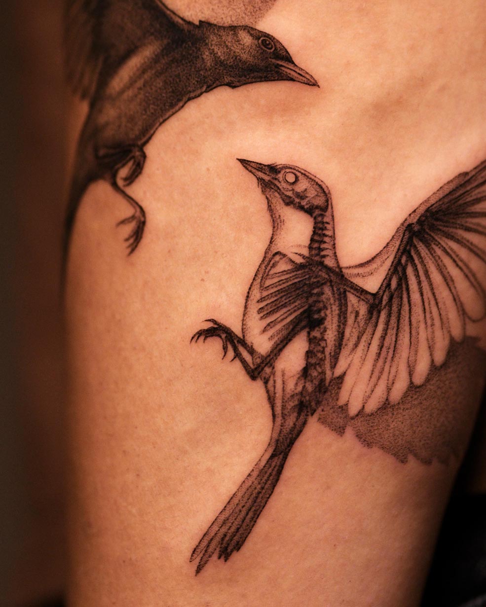 x-ray amsel ganzes bild